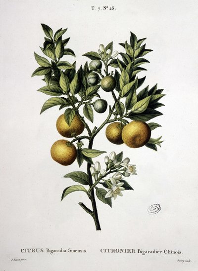 Lemon tree Chinese bigaradier - in 