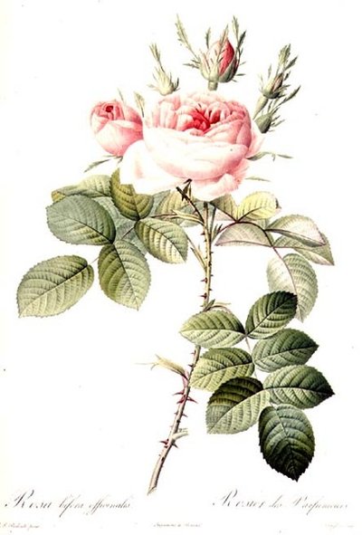 Rosa Bifera Officinalis by Pierre Joseph (after) Redoute