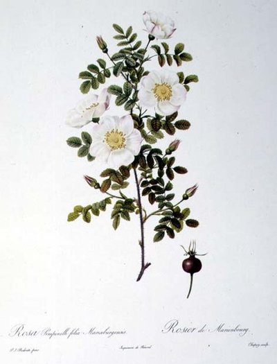 Rosa Pimpinellifolia Mariaeburgensis, engraved by Chapuy, from 