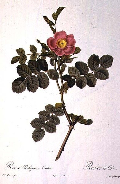 Rosa Rubiginosa Cretica, Engraved by Langlois, from 