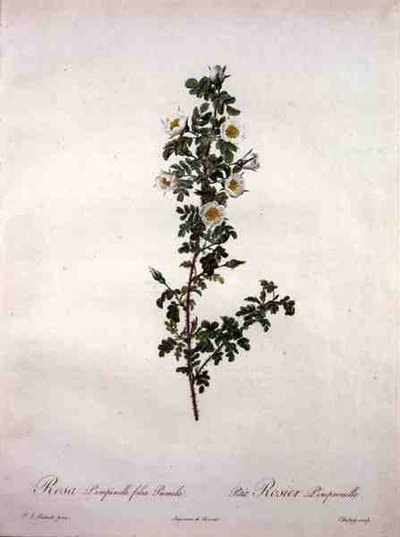 Rosa pimpinelli folia pumila (dwarf Scotch rose), engraved by Chapuy, from 