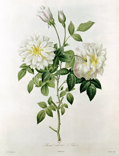 Aime Vibere (Tea) (engraved by Eustache Hyacinthe Langlois) by Pierre Joseph Redouté