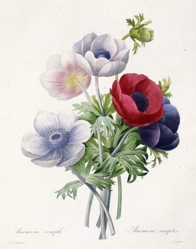 Anenome Simple, from 