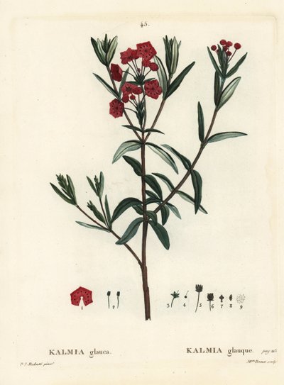 Bog laurel, Kalmia polifolia. Handcoloured stipple engraving by Miss Brenet after an illustration by Pierre-Joseph Redoute from Henri Louis Duhamel du Moncel
