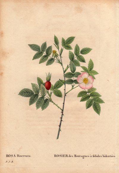 Botanical Board, Flower, Rose Variety: Mountain Rose with bidentee leaflets (Rosa Biserrata). Collected by Doctor Merat before 1812 at Mont Valerien near Paris, France. In 