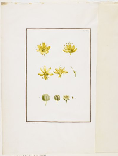 Botanical Dissection: Yellow Asphodel (Asphodelus lutea) by Pierre Joseph Redouté