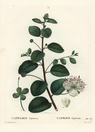Caper Bush, Capparis Spinosa by Pierre Joseph Redouté