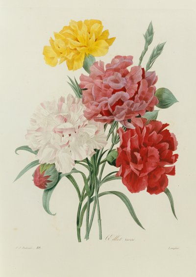 Carnations, from "Choix des Plus Belles Fleures" by Pierre Joseph Redouté