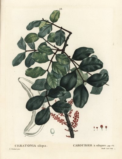 Carob Tree or Locust Bean, Ceratonia Siliqua by Pierre Joseph Redouté