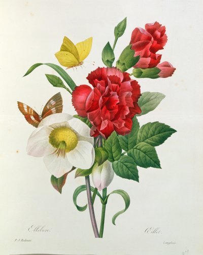 Christmas Rose, Helleborus Niger and Red Carnation with Butterflies, from 