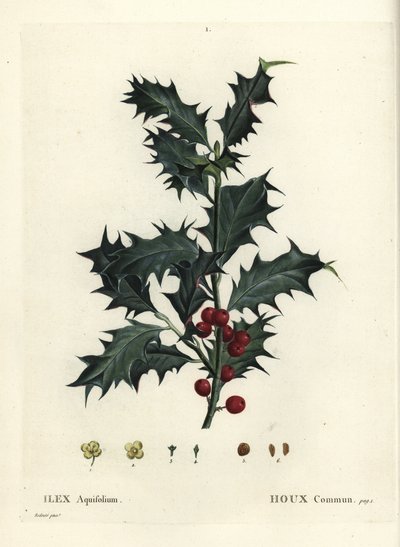 Common Holly, Ilex aquifolium by Pierre Joseph Redouté