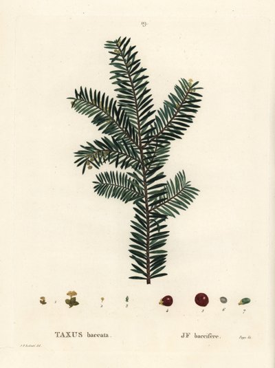 English Yew Tree or European Yew, Taxus Baccata. Handcoloured Stipple Engraving after an Illustration by Pierre-Joseph Redoute from Henri Louis Duhamel du Monceau