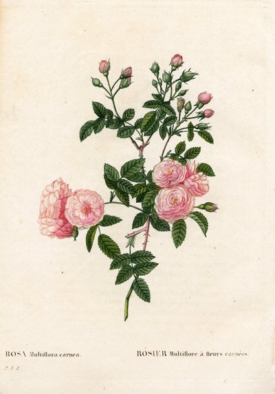 Flesh-pink pink multiflora, Rosa multiflora var. carnea by Pierre Joseph Redouté