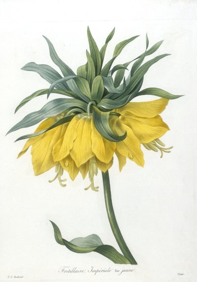 Fritillaire, from Choix Des Plus Belle Fleurs et des Plus Beaux Fruits, 1827 by Pierre Joseph Redouté