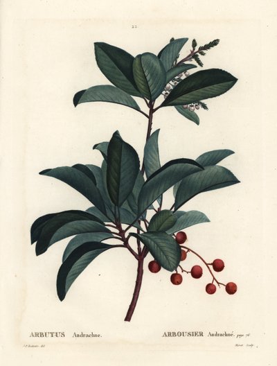 Greek strawberry tree, Arbutus andrachne. Handcoloured stipple engraving by Moret after an illustration by Pierre-Joseph Redoute from Henri Louis Duhamel du Monceau