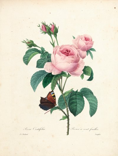 Hundred-Leaved Rose, engraved by Langlois, from Choix des Plus Belles Fleurs et des Plus Beaux Fruits, Vol. I by Pierre Joseph Redouté