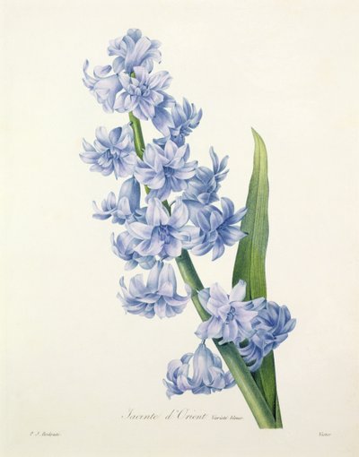 Hyacinthus Orientalis (Common Hyacinth), Engraved by Victor, from 