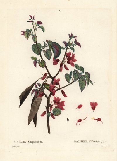 Judas Tree, Cercis Siliquastrum by Pierre Joseph Redouté