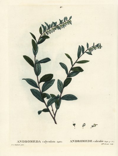 Leatherleaf, Chamaedaphne calyculata. Handcoloured stipple engraving by Miss Brenet after an illustration by Pierre-Joseph Redoute from Henri Louis Duhamel du Moncel