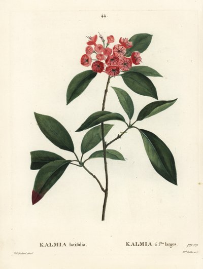Mountain laurel or calico bush, Kalmia latifolia. Handcoloured stipple engraving by Miss Rollet after an illustration by Pierre-Joseph Redoute from Henri Louis Duhamel du Monceau