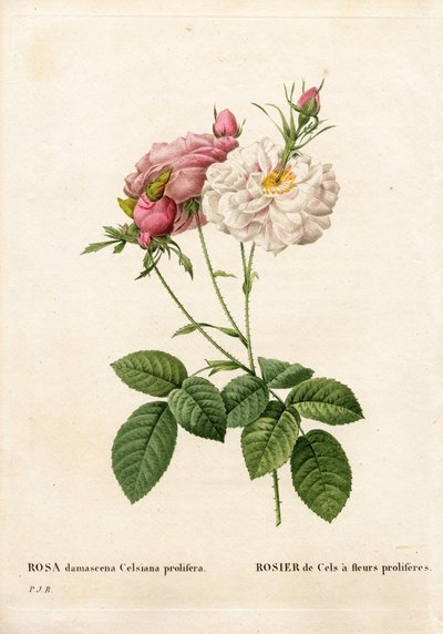 Proliferous Cels rose, Rosa damascena var. incarnata-maxima, Cels Rose has proliferous flowers. Handcoloured stipple copperplate engraving from Pierre Joseph Redoute