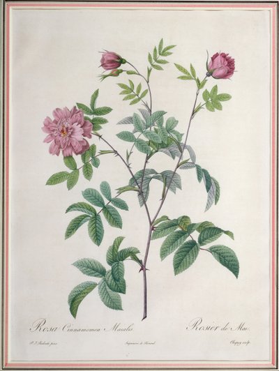 Rosa Cinnamomea Maialis, Engraved by Chapuy, Published by Remond by Pierre Joseph Redouté