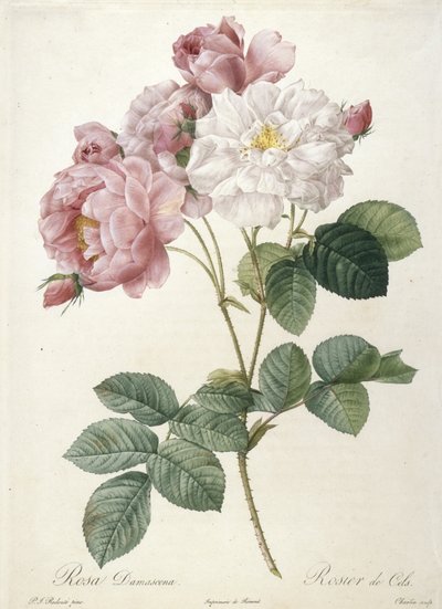 Rosa Damascena, from Les Roses, 1817-24 by Pierre Joseph Redouté