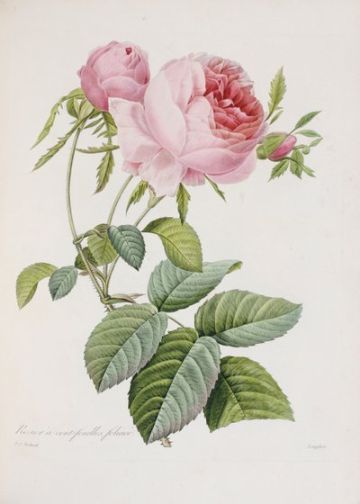 Rose, engraved by Eustache Hyacinthe Langlois by Pierre Joseph Redouté