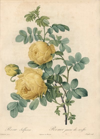 Rosier des Turks - Engraving by Langlois, Based on an Illustration by Pierre Joseph Redoute, from Les Roses by Pierre Joseph Redouté
