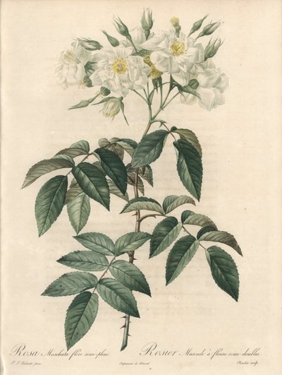 Musk Rose with Double Flowers - Illustration by Pierre Joseph Redoute, Extract from Les Roses by Pierre Joseph Redouté