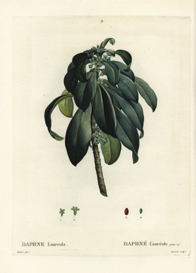 Spurge laurel, Daphne laureola. Handcoloured stipple engraving from Henri Louis Duhamel du Moncel