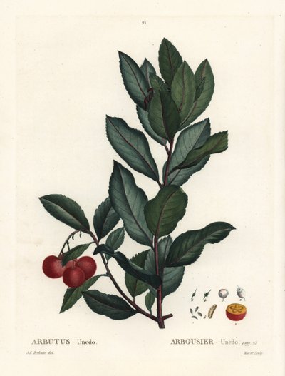 Strawberry Tree, Arbutus Unedo by Pierre Joseph Redouté