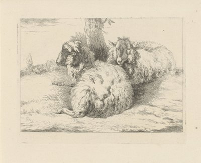 Lying Sheep, Sheep and Goats (series title) by Pieter Gerardus van Os