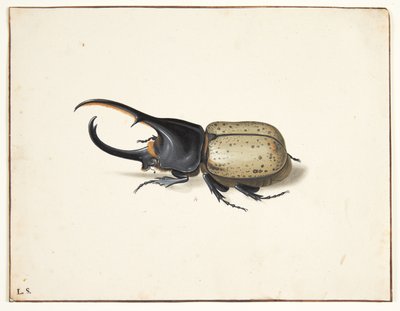 A Hercules beetle (dynastes hercules) by Pieter Holsteijn