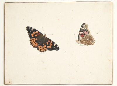 Two Studies of a Painted Lady Butterfly (Vanessa cardui L.) by Pieter Holsteijn