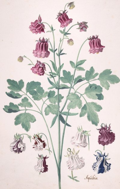 A Columbine or Granny