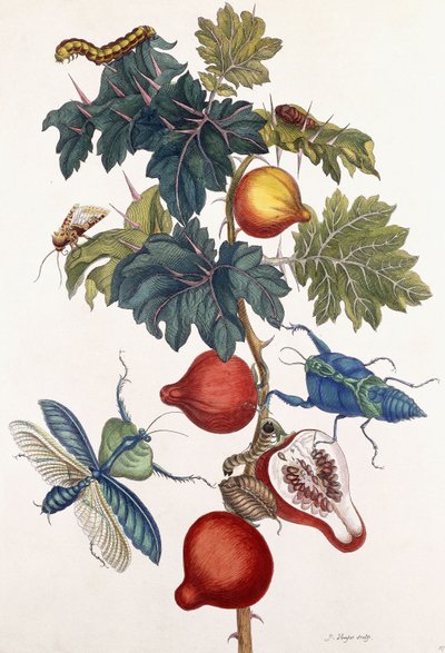 Metamorphosis of Various Insects by Pieter Sluiter or Sluyter