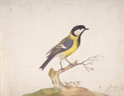 A Great Titmouse Perched on a Branch, 1670-93 by Pieter Withoos