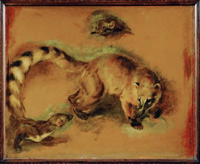 A coati and a small rodent by Pieter or Peter Boel