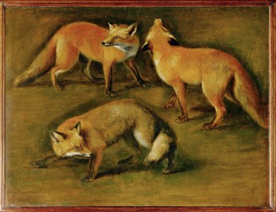 A fox by Pieter or Peter Boel