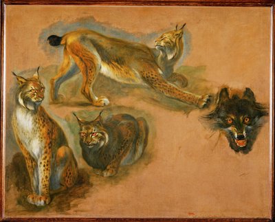 A lynx, head of a wolf by Pieter or Peter Boel
