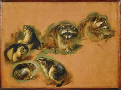 Marmots and raccoons by Pieter or Peter Boel