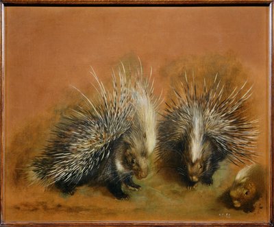 Porcupine by Pieter or Peter Boel