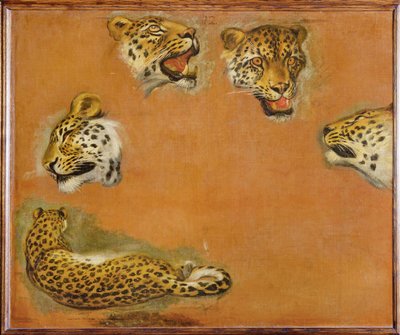 Sketches of a panther by Pieter or Peter Boel