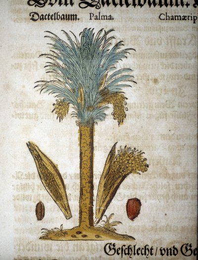 Botanical board: Palm tree with dates - In 