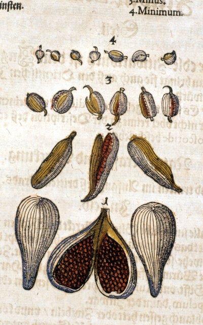 The cardamom. Engraving - in Kreutterbuch Dess Hochgelehrten unnd weitberuhmten Herrn D. Petri Andreae Matthioli by Pietro Andrea Mattioli. Frankfurt by Pietro Andrea Mattioli