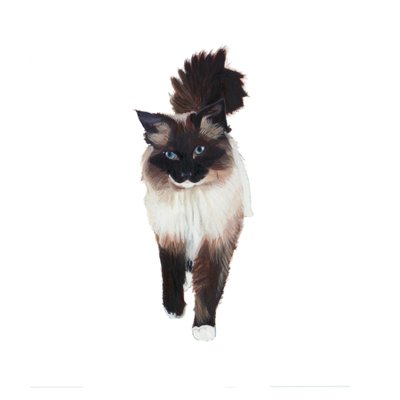 Ragdoll, 2014 by Polly Horner