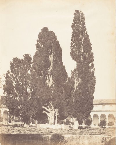 Old Cypress Trees in Carthusian Convent, Rome by Possibly by Jane Martha St. John.