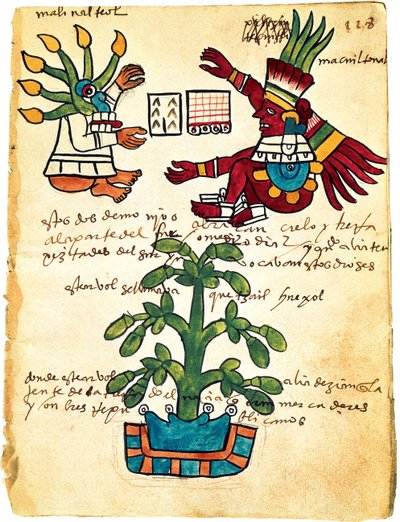 Cacao Tree from the Codex Tudela, 1553 by Pre Columbian art