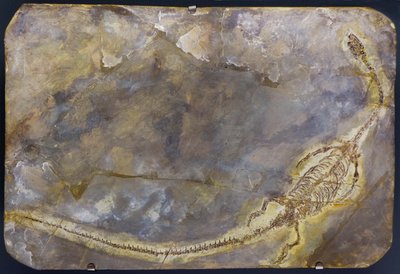 Hyphalosaurus Lingyuanensis Fossil by Prehistoric Prehistoric
